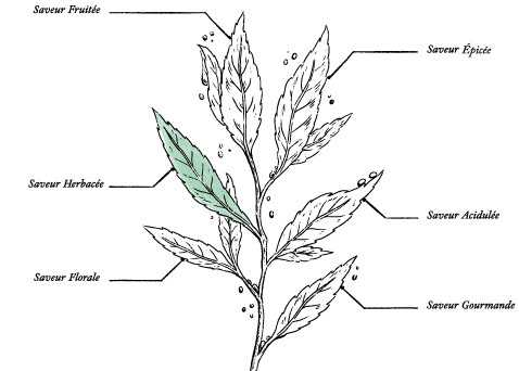 Tisane Thym cultivé en France Bio* - Image description