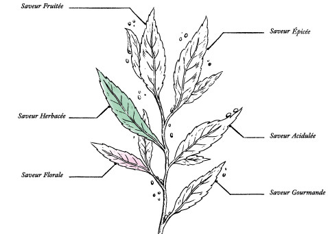 Organic Verbena / Mint herbal tea* - Image description