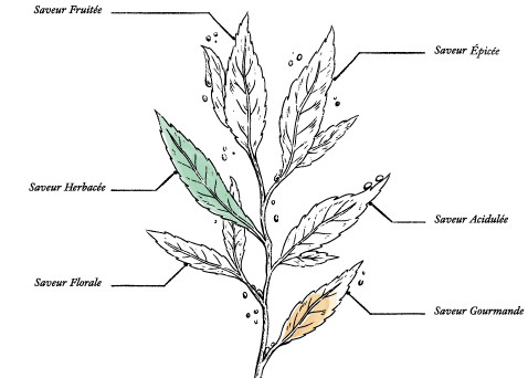 Organic French Red Vine Herbal Tea * - Image description