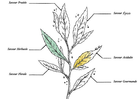 Organic Lemon Thyme Herbal Tea* - Image description