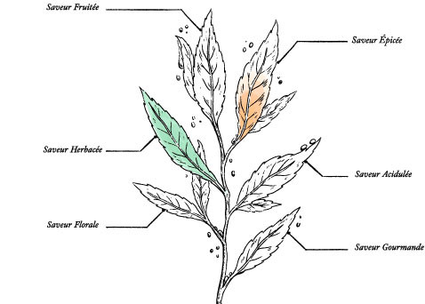 Thé Vert Forme Gingembre Cannelle Bio* - Image description