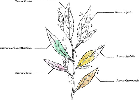 Tisane Miel Lavande Bio* - Image description