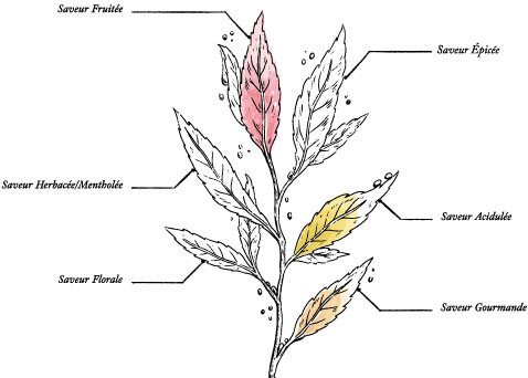 Black Tea Earl Grey Organic* - Image description