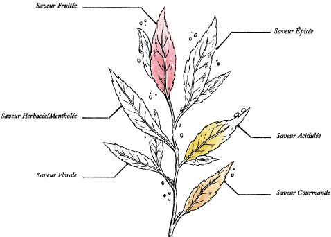 Thé Noir Goût Russe Bio* - Image description