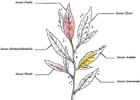 Organic Peach White Tea * - Image description