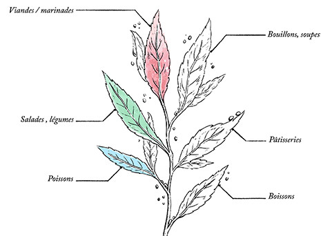 Ail Bio* Origine France - 35g pot végétal PLA - Image description