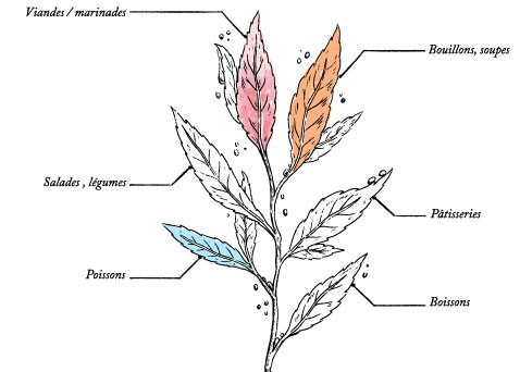 Fenouil Baies Roses Cardamome Bio* - 50g - Image description