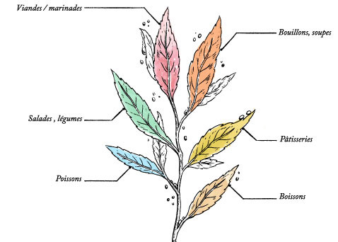 Poivre de Kampot Bio* 40g - Pot Végétal PLA - Image description