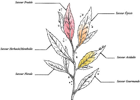 Vintage Collection Organic Christmas White tea Citrus and Spices* - Image description