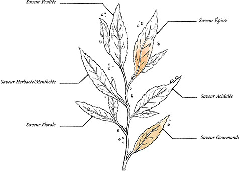 Tisane des Sorcières Bio* - Coffret Carton Magnétique - Image description