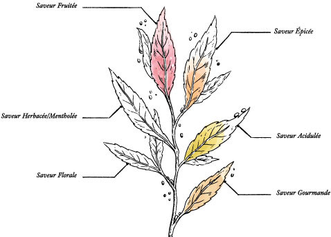 Tisane Secret des Roys Bio* - Coffret Carton Magnétique - Image description