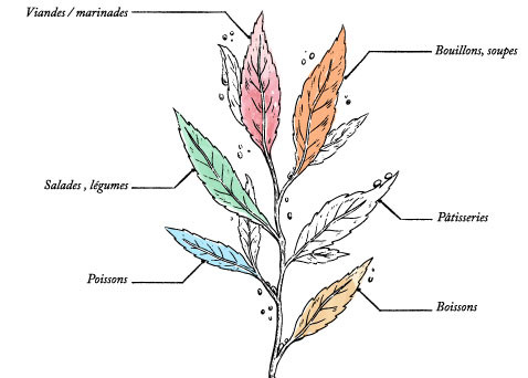 Infusion Tomate and Co Bio* - Image description