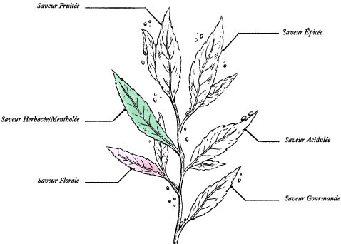 Organic Mint & Pine Bud Tea* - Image description