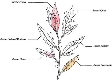 Infusion Rooibos Mélisse Honeybush Bio* - Image description