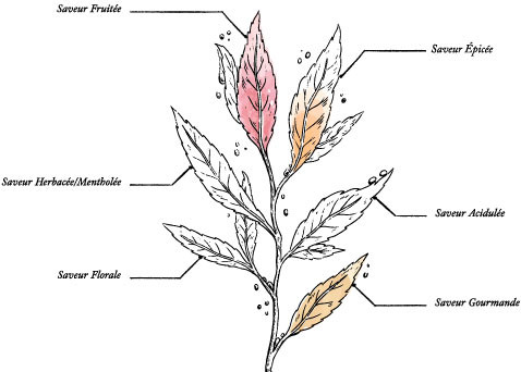 Organic tea The wild tea  - 16 teabags - Image description