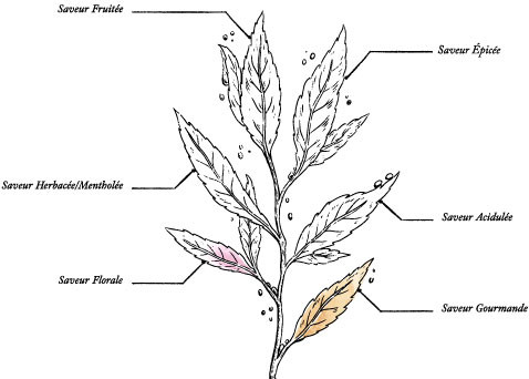 Organic - Trio of Black Teas* Battle - Image description