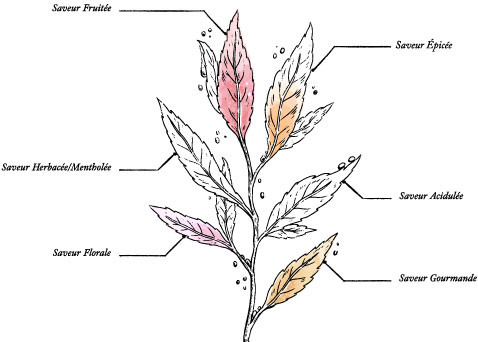 Organic Black Tea with Patchouli Flavor – Bubble Style – 100g Tin* - Image description