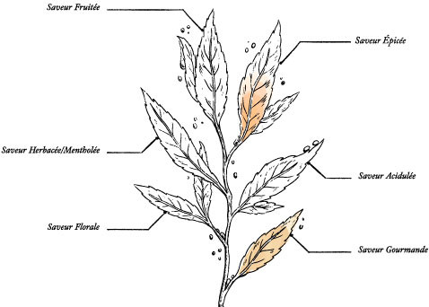 Thé noir Lapsang Souchong Bio* Tea Jacking - boite de 80g / Vrac - Image description