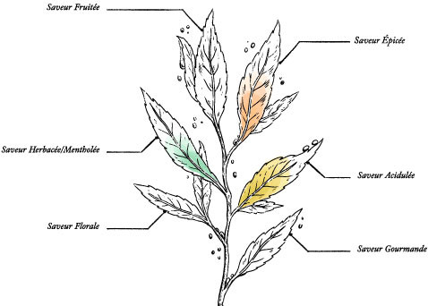 Organic Lemon & Lime Green Tea – 100g Tin – Bombing - Image description