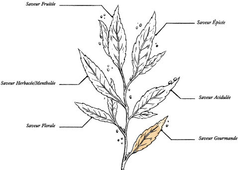 Organic Black tea with Coffee - Image description
