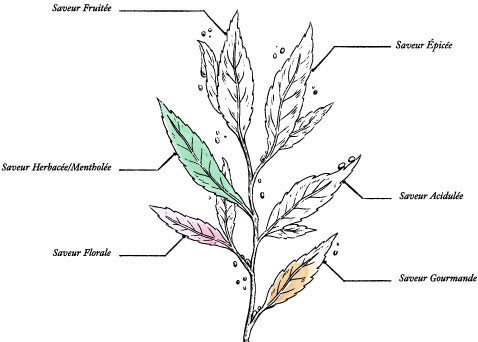 Organic Jasmine Green Tea* - Image description