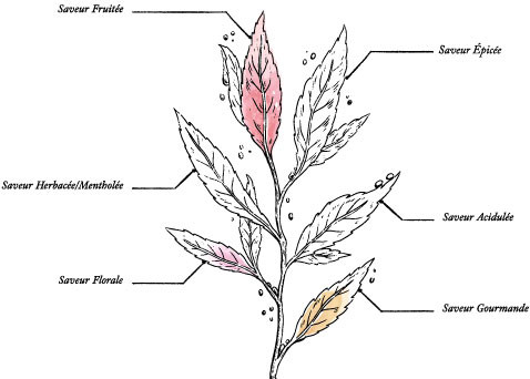 Organic White Tea Peach – 50g | Back to Back - Image description