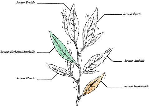 Organic Mint Green Tea – 80g Tin – Clean Tag - Image description