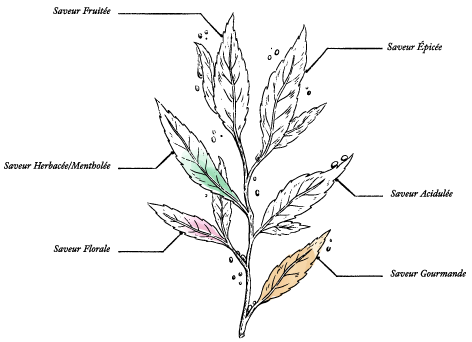 Organic French Forest Honey* - Image description