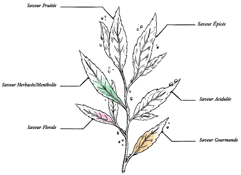 Miel de Montagne de France BIO* – Pot 220 g - Image description