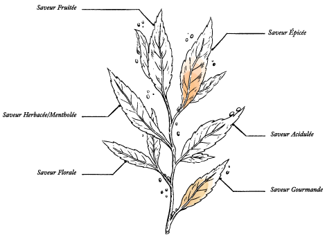 Miel de Sapin de France BIO* – Pot 220 g - Image description