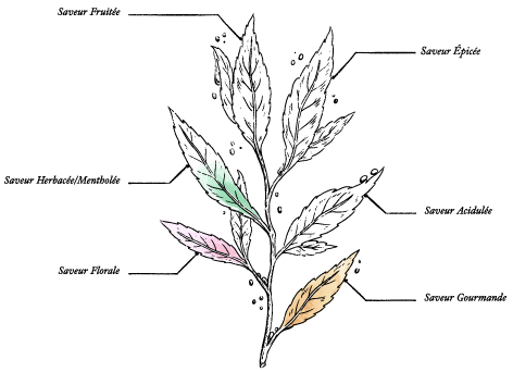 Miel d’Acacia de France BIO* – Pot 220 g - Image description