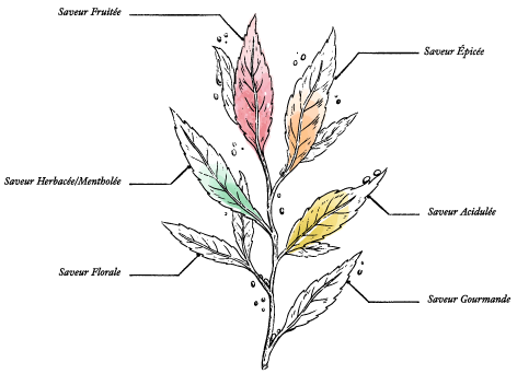 Thé vert au Citron Bio* Sachet Goutte - Image description