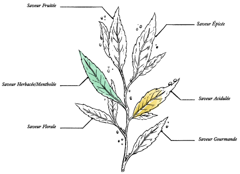 Organic Grapefruit Detox Green Tea* – Drop-Shaped Sachet - Image description