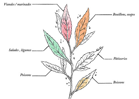 Organic Thyme from Southern France* - Image description