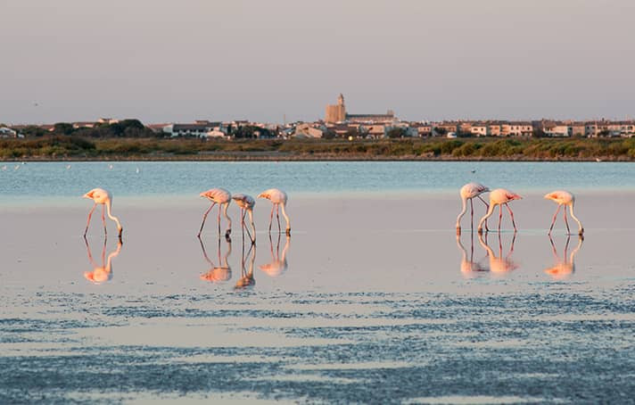 Voyage en Camargue : Arles, Aigues-Mortes & Grau-du-Roi