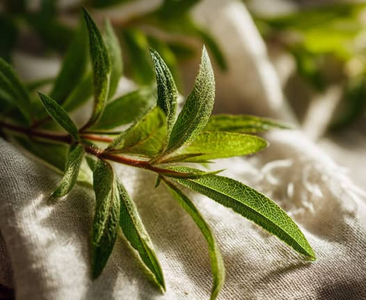 Verveine : bienfaits, infusion et conseils du soir